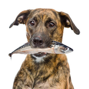 Sardinas