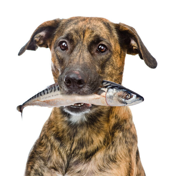 Sardinas