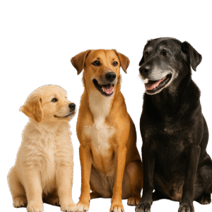 Perros